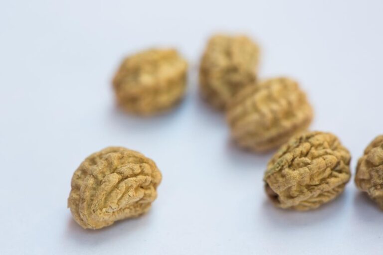 A Seed That Looks Like a Brain