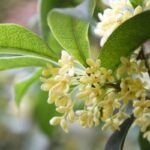 Sweet Smelling Shrub With Small White Fragrant Flowers