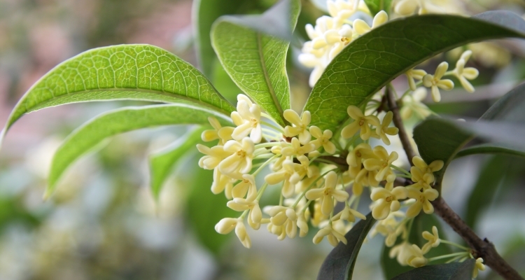 Sweet Smelling Shrub With Small White Fragrant Flowers