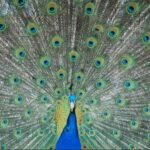 What Does It Mean When a Peacock Opens Its Feathers