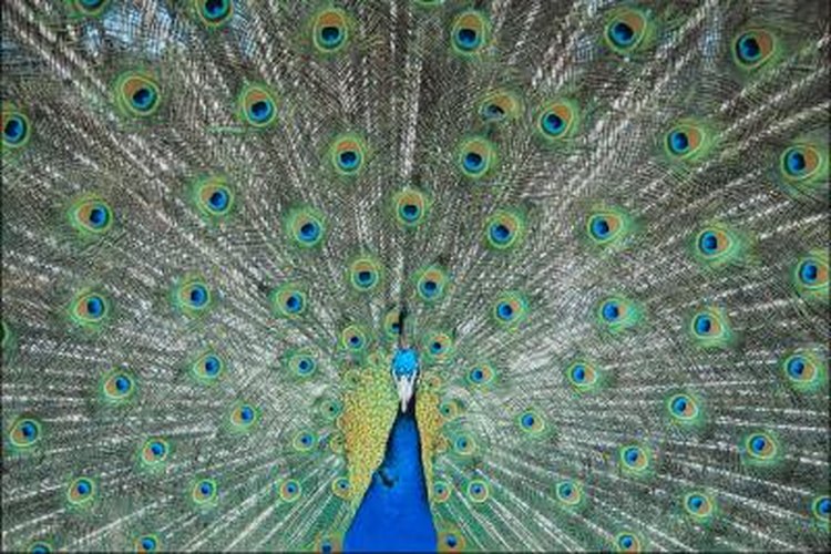 What Does It Mean When a Peacock Opens Its Feathers