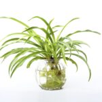 How To Grow Spider Plant In Water