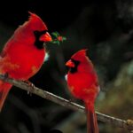 What Does It Mean When You See 2 Cardinals