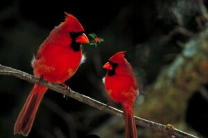 What Does It Mean When You See 2 Cardinals