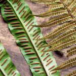 How To Propagate Ferns From Cuttings In Water