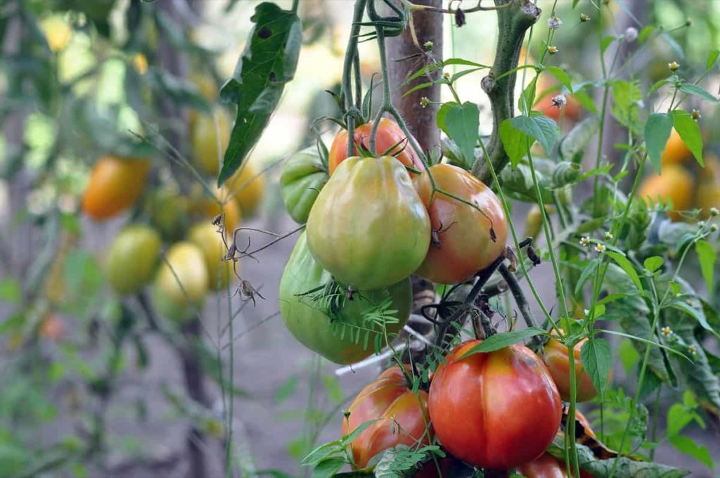 Best Time To Plant Tomatoes In Georgia