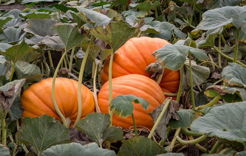 What Does a Pumpkin Vine Look Like