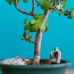 How To Grow a Jade Plant Into a Tree