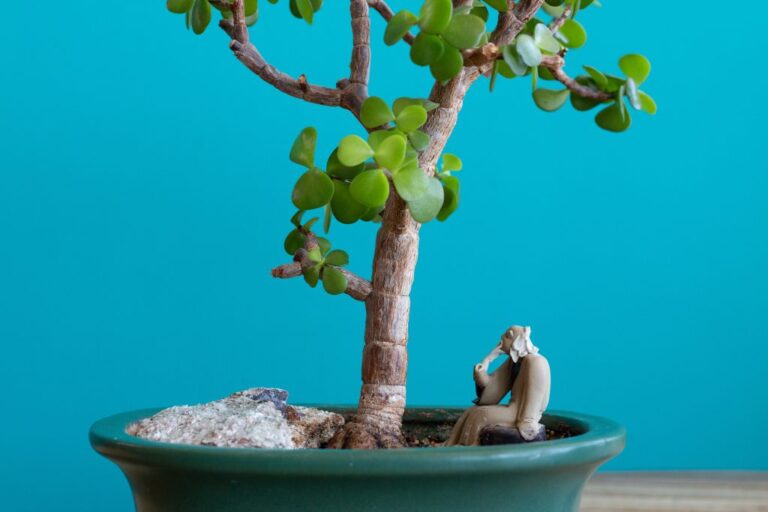 How To Grow a Jade Plant Into a Tree