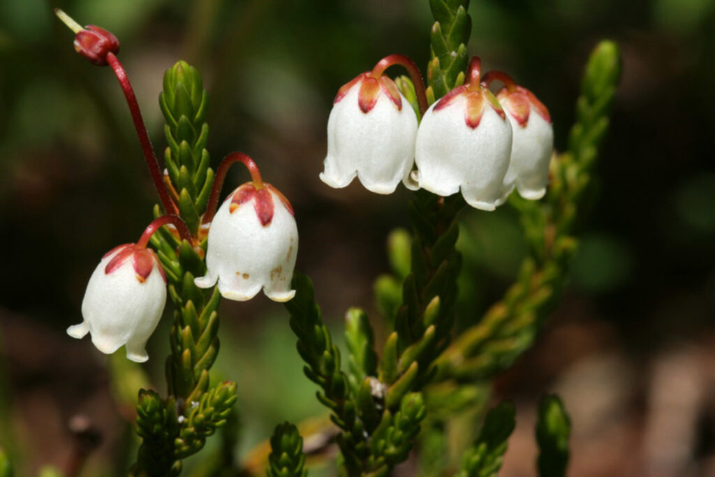 White Flower That Looks Like a Bell