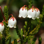 White Flower That Looks Like a Bell