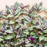 Are Wandering Jew Plants Toxic To Cats