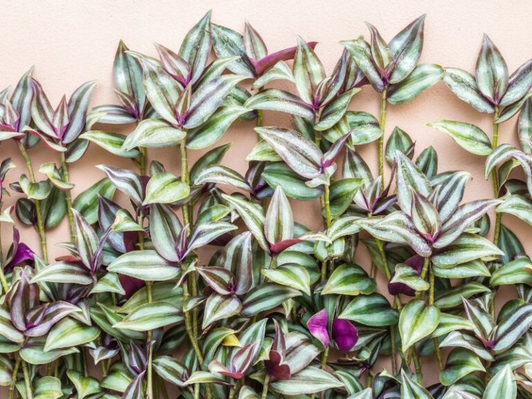 Are Wandering Jew Plants Toxic To Cats