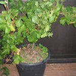 What Size Container For a Grape Vine