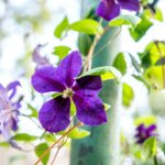 Purple Flower That Grows On a Vine