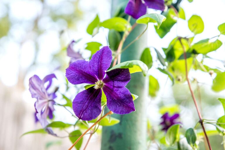 Purple Flower That Grows On a Vine