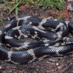 What Kind Of Snake Is Black With White Stripes
