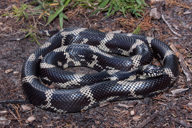What Kind Of Snake Is Black With White Stripes